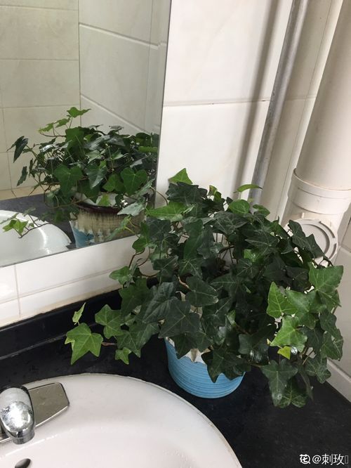 不建议养的植物种类图片(最不建议养的五种狗)