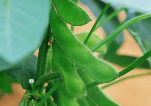 毛豆和豌豆是一种吗 毛豆和豌豆有什么区别