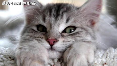 猫咪爱咬人怎么办 用猫的思维和行为方式解决咬人问题