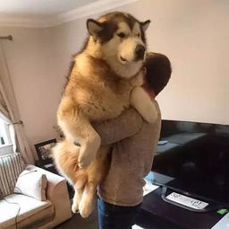 阿拉斯加,一只只能小时候抱的狗狗 
