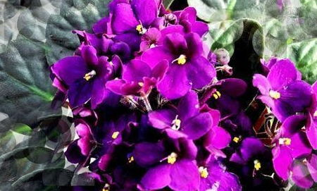 紫罗兰什么时候开花,紫罗兰几点开始开花？