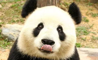 为什么熊猫没有作战能力却一直没有灭绝