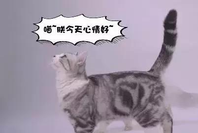 猫咪的尾巴会说话 解读猫尾巴9种语言