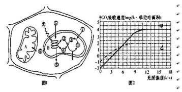 如图1表示绿色植物叶肉细胞部分结构中的某些生命活动过程,① ⑦代表各种物质,A B代表两种细胞器.图2表示甲 乙两种植物的光合速率与光照强度的关系.请据图回答 