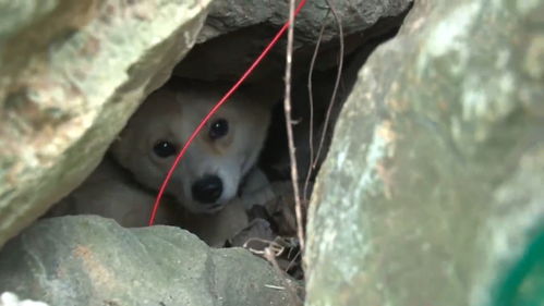 狗狗拖着受伤的身体,引路人去山上,从石头缝里挖出5只小狗
