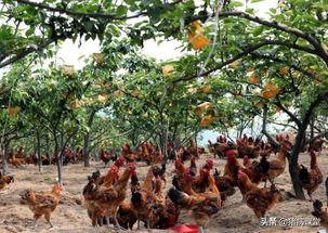 养殖技术 探讨果树林配套养鸡技术,增加养殖收益