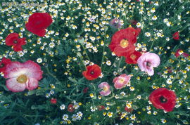 鲜花盛开0198 鲜花盛开图 自然风景图库 自然 美丽的鲜花 红色 