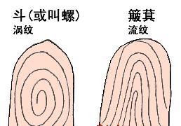 我的手指十个簸箕,并且双手断掌纹,这预示着什么 