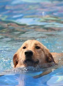 哪些狗狗是不擅长游泳，不能轻易下水的