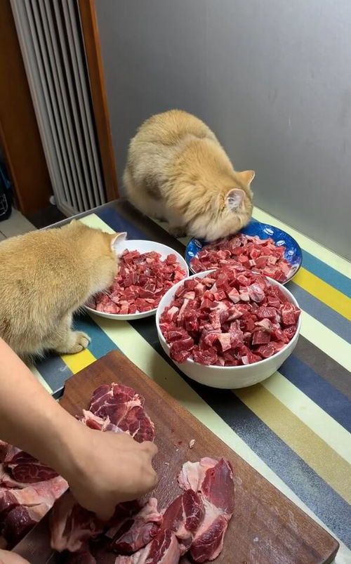 两只猫上桌吃牛肉,应有尽有,几斤牛肉把猫咪乐坏了