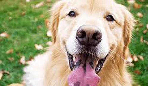 狗狗舌头什么颜色才健康|狗狗品种（狗狗舌头颜色变深）