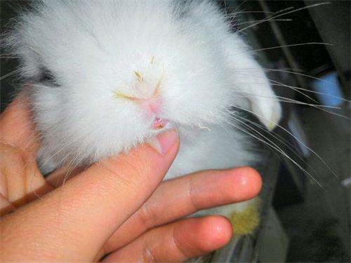 兔子嘴巴附近毛是湿黄的,是什么原因