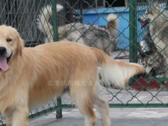图 北京狼图腾犬业,出售双血统赛级金毛成年公数只 北京宠物狗 