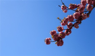 唐朝关于樱花的诗句