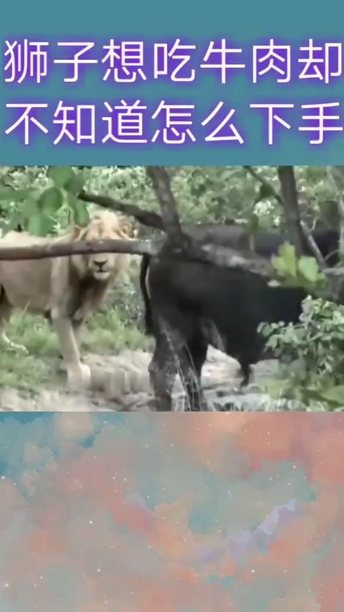 狮子想吃牛肉,但是不知道怎么下手 