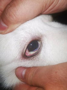 狗眼睛有分泌物 