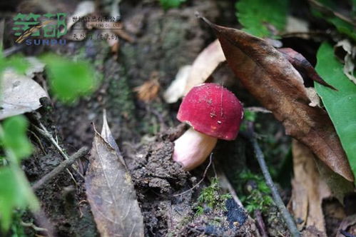 红蘑菇 红菇有几种品种