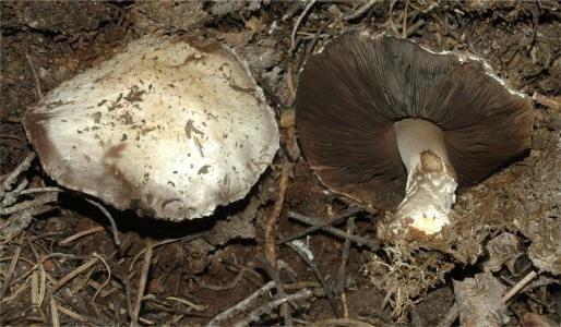 这是什么蘑菇,能吃吗 