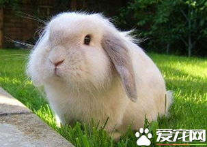 法国垂耳兔寿命 一般寿命在7到8岁