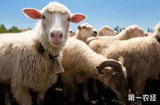 属羊今年多少岁,俗语：“男怕属鸡，女怕属羊”啥意思，属鸡属羊真的不好吗？