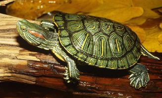 和巴西龟同一个属的龟有多少？