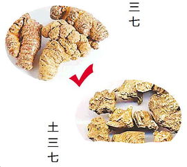 三七和土三七的照片实物区分,土三七有毒,怎样在实物上区分 师傅们可以发图片,三七个和土三七个的区别 