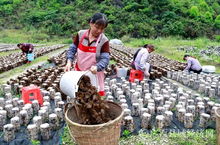 南丹 12家食用菌种植专业合作社,实现贫困户均纯收入超10000万元