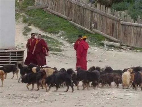 去西藏,碰到这种动物一定要避开,它十分危险 