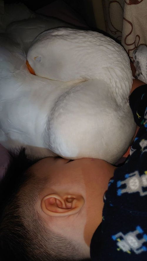 小男孩抱着大鹅睡觉,凑近一看却羡慕了 这是行走的羽绒服