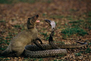蛇玝为什么不怕蛇毒 蛇玝一口咬死蛇高清图 有什么蛇可以毒死蛇玝