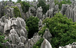 石林风景区停车场收费怎么收 (石林风景区停车场收费标准)