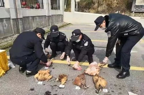 这个时候还顶风作案 非法捕猎野生动物,抓