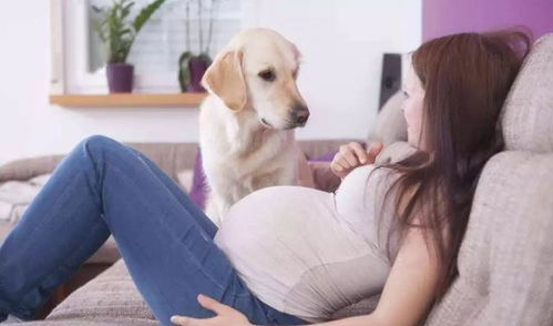 怀孕了不一定要丢弃家里的宠物,只要做好以下几点,养宠物没问题