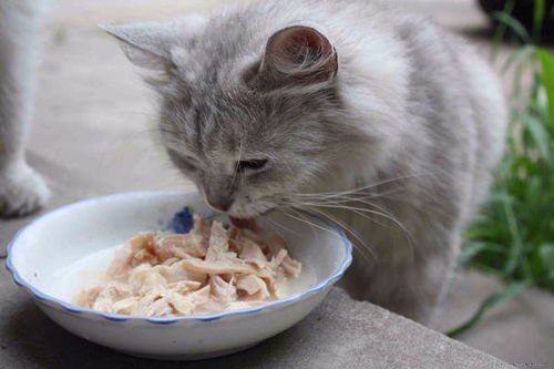 猫可以吃土豆吗 