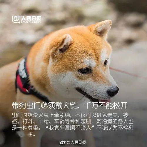 遛狗绳长不得超2米 深圳养犬出新规,这些事情必须要做