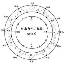 十二时辰对应脏腑图,养生有规律