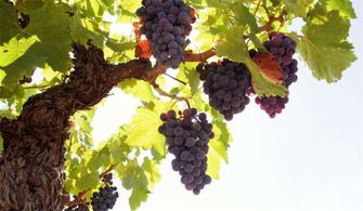 美国有一棵176岁的葡萄树,每年高产7吨葡萄,可谓是老当益壮的树