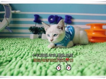 图 重庆买猫 蓝眼睛蓝重点色暹罗猫 聪明的喵星人 包纯种健康 重庆宠物猫 