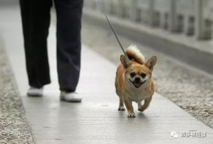 北京一小区30多条宠物狗中毒身亡,养宠的你害怕了吗 