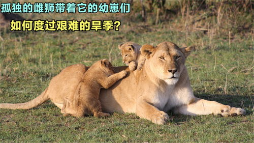 孤独雌狮带着幼崽,独自离开了狮群,它能陪着幼崽度过旱季吗 