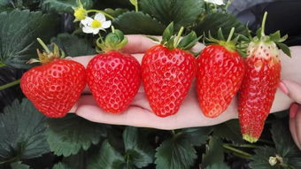 抓住草莓季的尾巴,杭城周边草莓园地图收好 讲真,草莓还是自己摘的好吃 附赠送草莓新奇吃法 