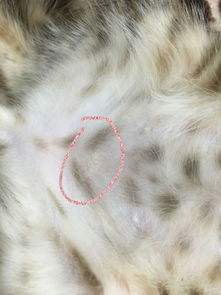 家里小猫毛里发现有三处皮屑异常,两处背上一处腹部,表现就是白色块状皮屑,有些挺大,有白色块状皮屑的 