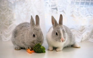 养兔经验 兔拉肚子怎么办,持续腹泻怎么办