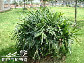 观音竹的养殖方法