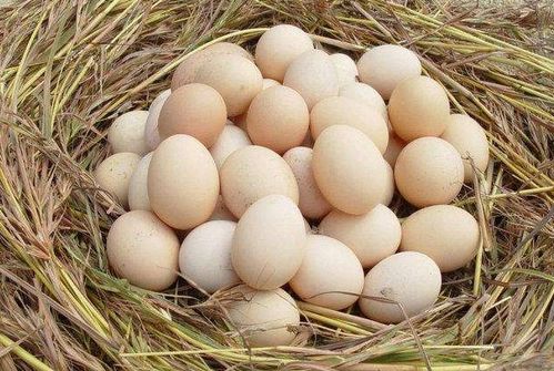 土鸡蛋的营养价值 土鸡蛋真的比普通鸡蛋更有营养吗