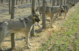 国内唯一的犬种 中华狼青犬 