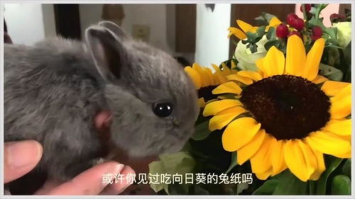 男朋友喜欢吃你的小兔兔正常吗,吃了女友的一根黄瓜就被分手：不就是个水果吗，至于分手吗？