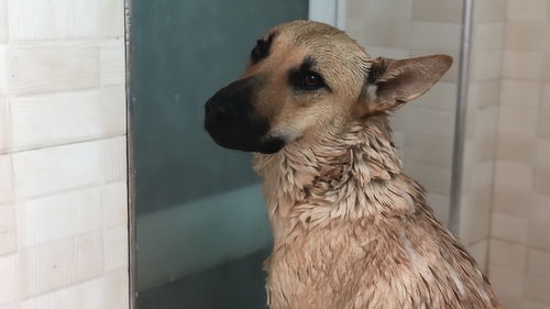 养狗者的福音,中华田园犬一般半年洗一次澡,一次能撑半年 