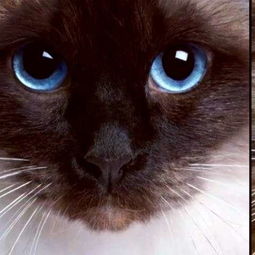 猫星人头像,明亮的猫眼