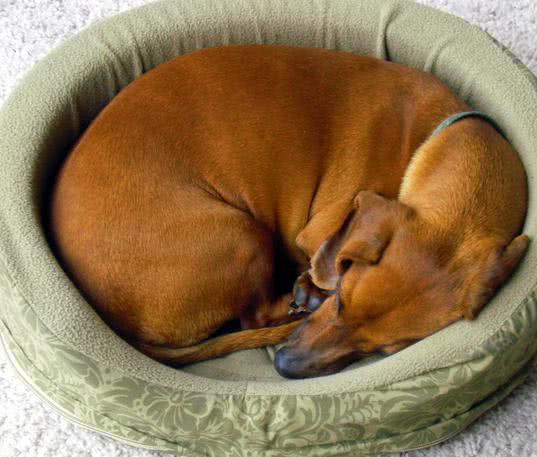 别嫌狗狗睡觉打鼻鼾吵 可能是狗狗想警醒你,这些疾病找上它了